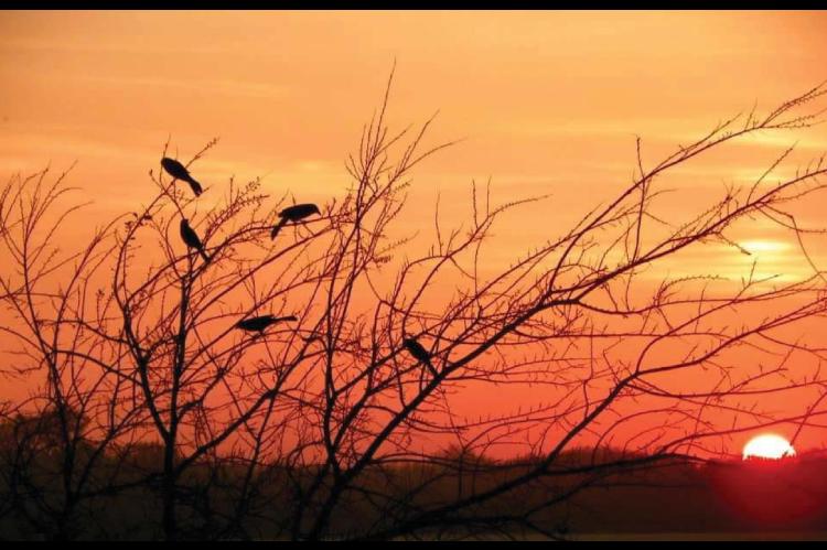 DOWN CAME THE BLACKBIRDS
