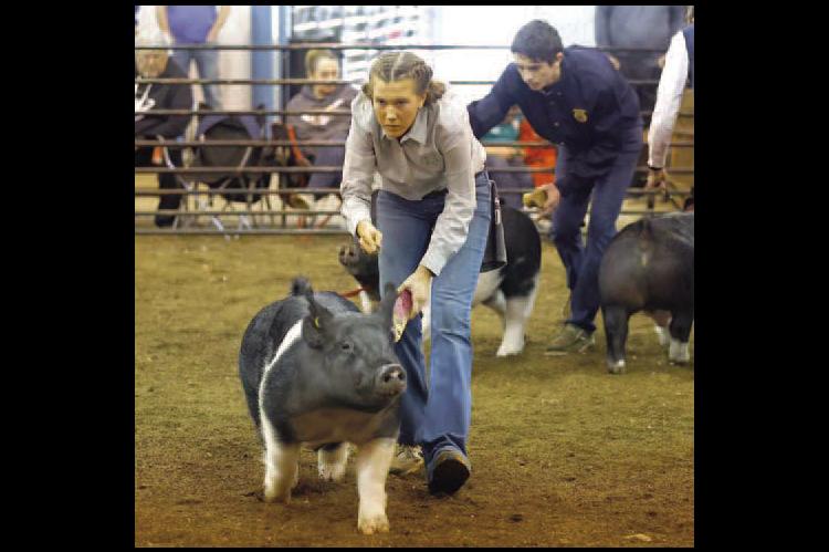 Spring stock show starts Sunday
