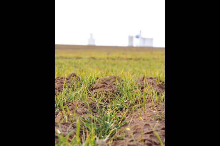 ‘Challenging’ situation ahead for small grain crops in county