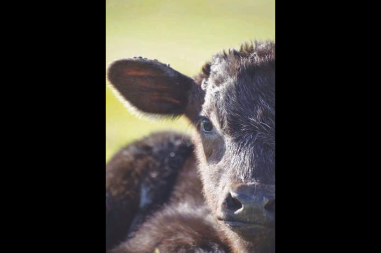 EMILY SCHELLENBERG’S photo entry on the right placed second in her division of the Cindy’s Livestock Photos Photography Contest, which was a part of the AJSA’s National Junior Shorthorn Show &amp; Youth Conference held recently in Abilene, Texas. [Photo provided]