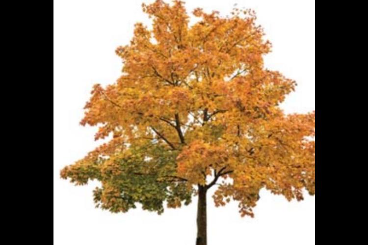 IT’S FALL !