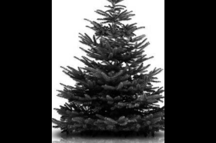 Christmas Tree Tips