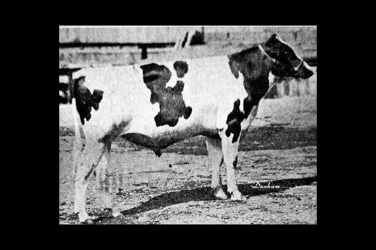 Harry Thomsen’s junior yearling Holstein bull, “Rag Apple Ormsby Lottie,” pictured above, won first place at the recent American Royal Dairy Show in Kansas City. The bull also has won top honors at several Oklahoma shows. Rag Apple Ormsby Lottie was also first place winner and grand champion at the recent Enid Dairy show, was first place winner at Yukon, Oklahoma City, and Watonga shows and won second place at the Stillwater show. (Free Press, June 4, 1951)