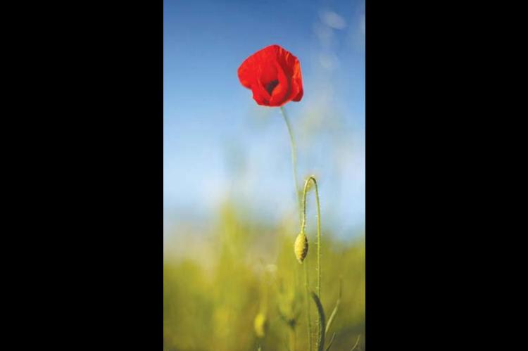 ALA poppy distribution is Monday
