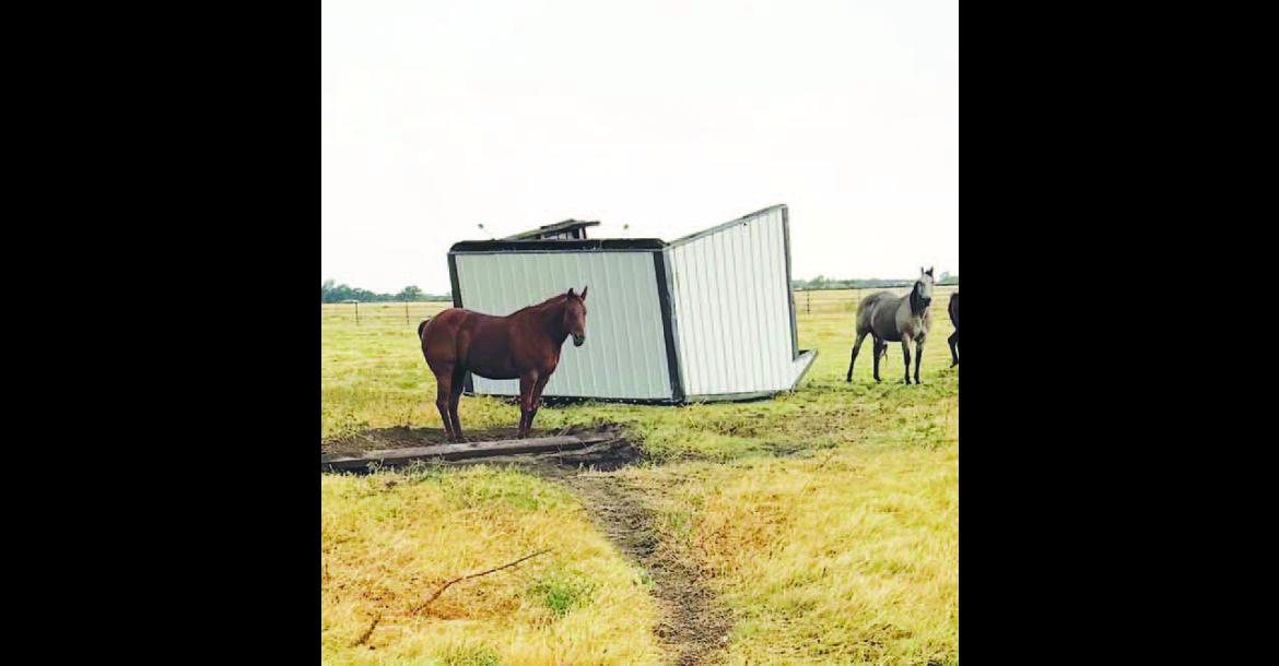 HIGH WINDS on Saturday did damage throughout Kingfisher County, including blowing over this horse shed just northwest of Kingfisher. [Photo provided]