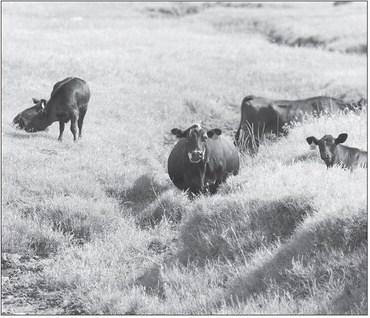 CATTLE GRAZE (and relax) just south of Kingfisher during a recent sunny morning. Reports indicate the state’s cattle herd is currently at its lowest total in 75 years which is causing a domino effect with processors. [KT&amp;FP Staff Photo]